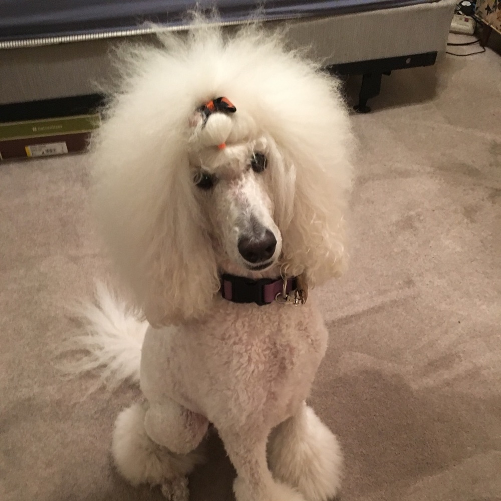 Meet your Posher, Katie